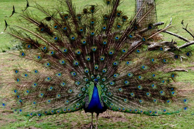 peacock