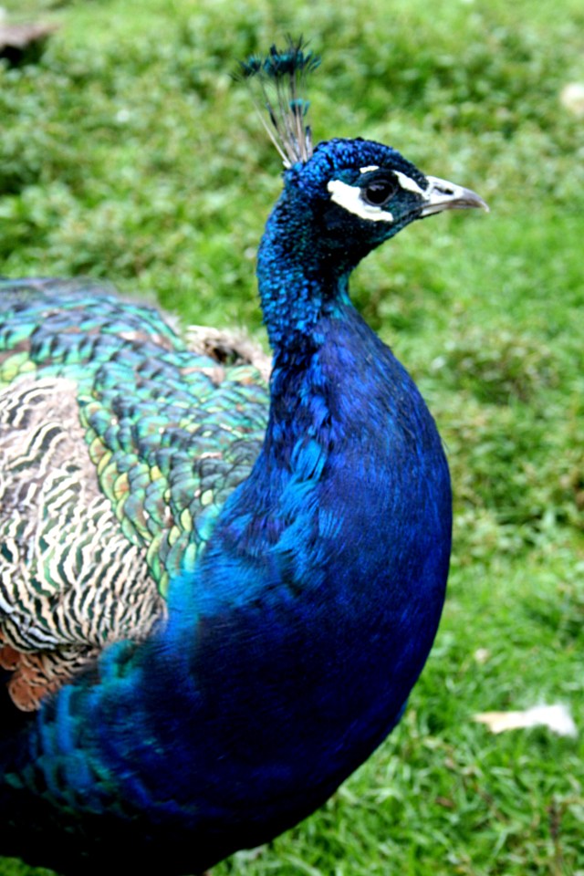 Peacock