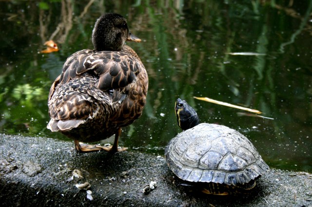 Duck and Turtle Pals