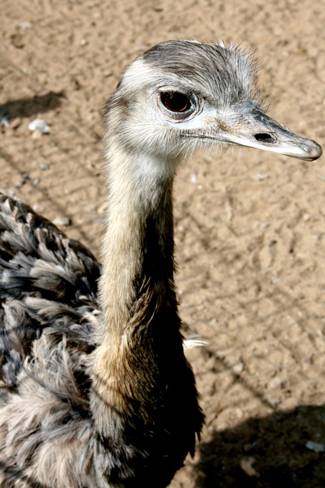 Ostrich