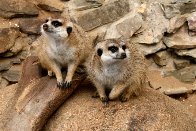 Meerkats