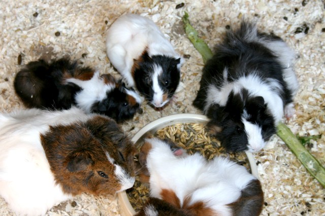 Klotti Wild- und Freizeitpark