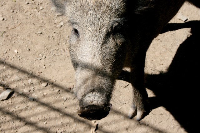 Klotti Wild- und Freizeitpark
