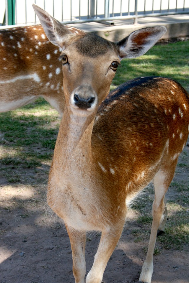 Klotti Wild- und Freizeitpark