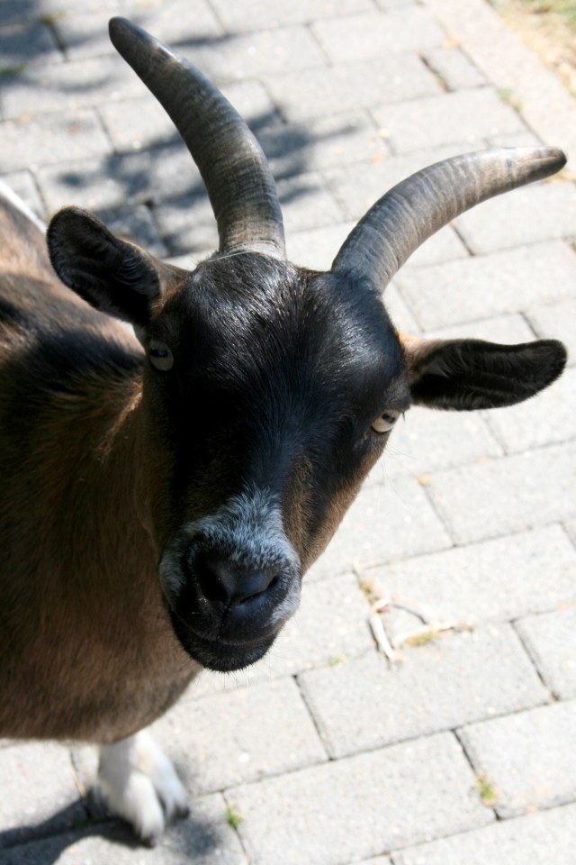 Klotti Wild- und Freizeitpark