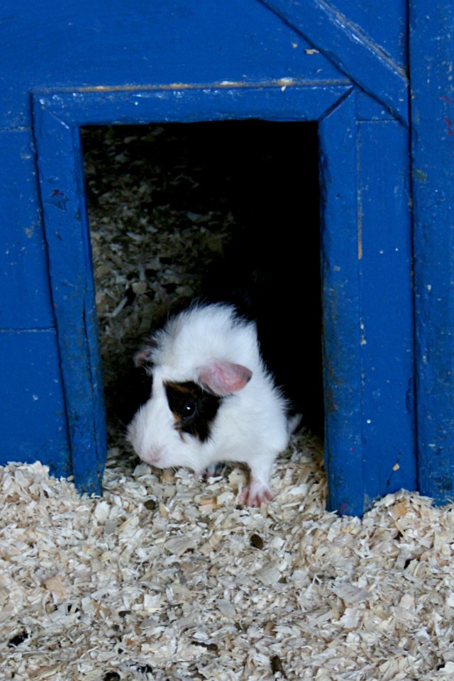 Klotti Wild- und Freizeitpark