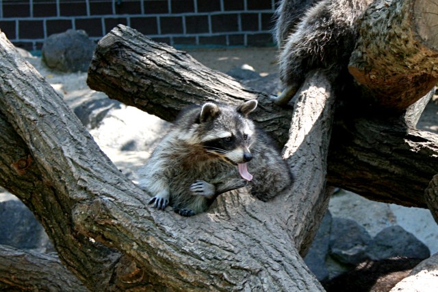 Klotti Wild- und Freizeitpark