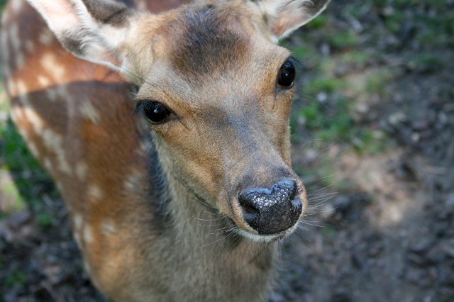 Klotti Wild- und Freizeitpark