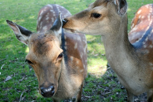Klotti Wild- und Freizeitpark