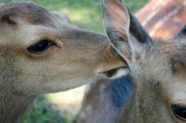 Klotti Wild- und Freizeitpark