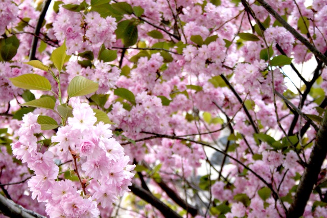 Cherry Blossoms Bonn