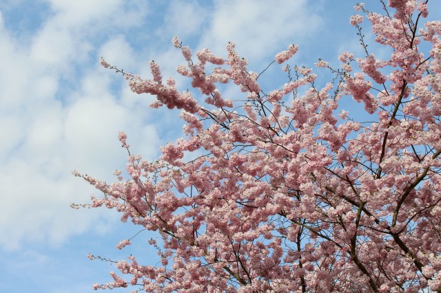 cherry blossoms