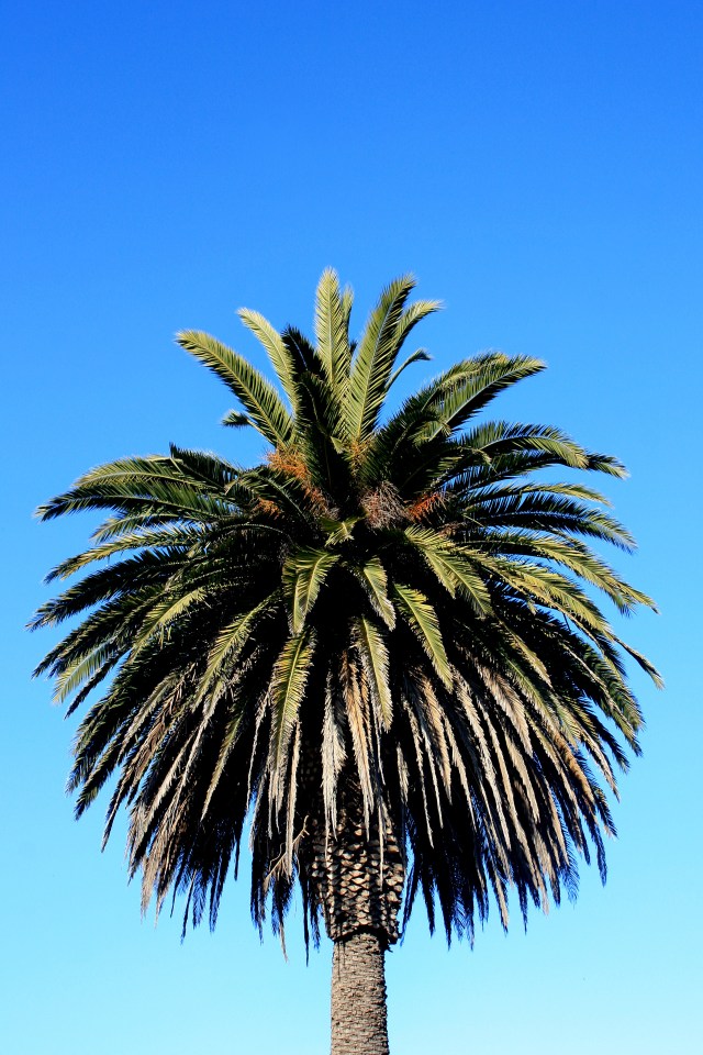 San Francisco Presidio