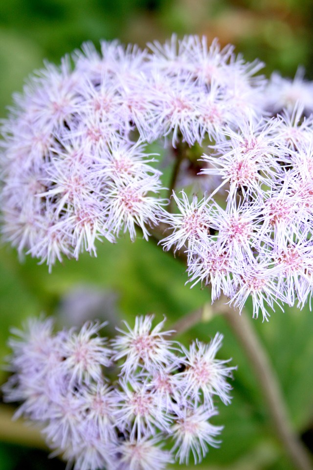 Golden Gate Park San Francisco